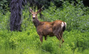 Canada Deer Being Eliminated By “Zombie Disease”, Hunters In Danger