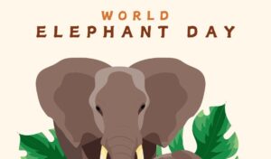 World Elephant Day – August 12, 2024